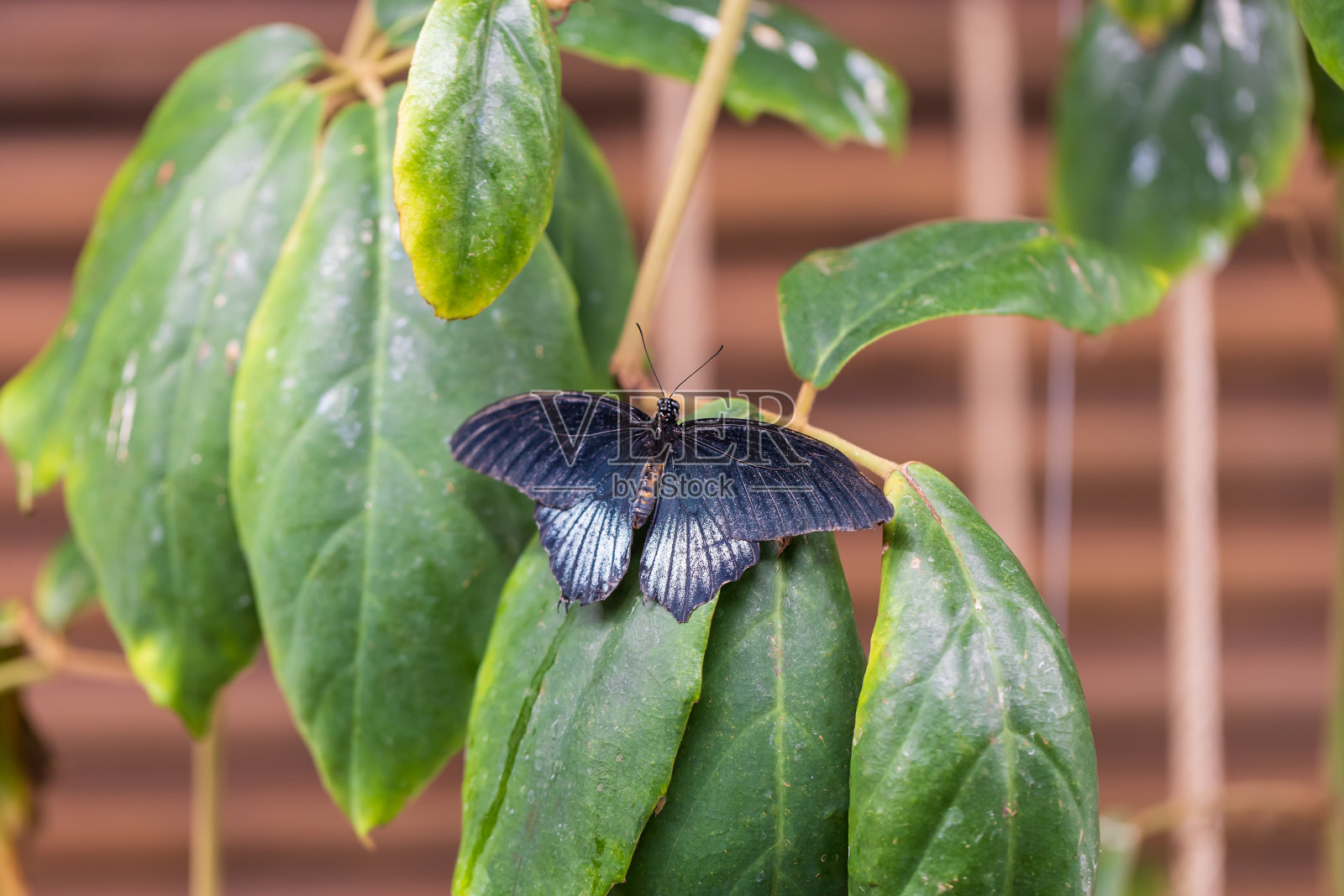 一只美丽的大多彩的蝴蝶在它的自然栖息地。照片摄影图片