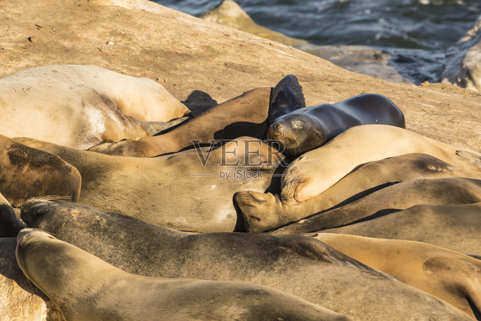太平洋海岸岩石上的海狮照片摄影图片