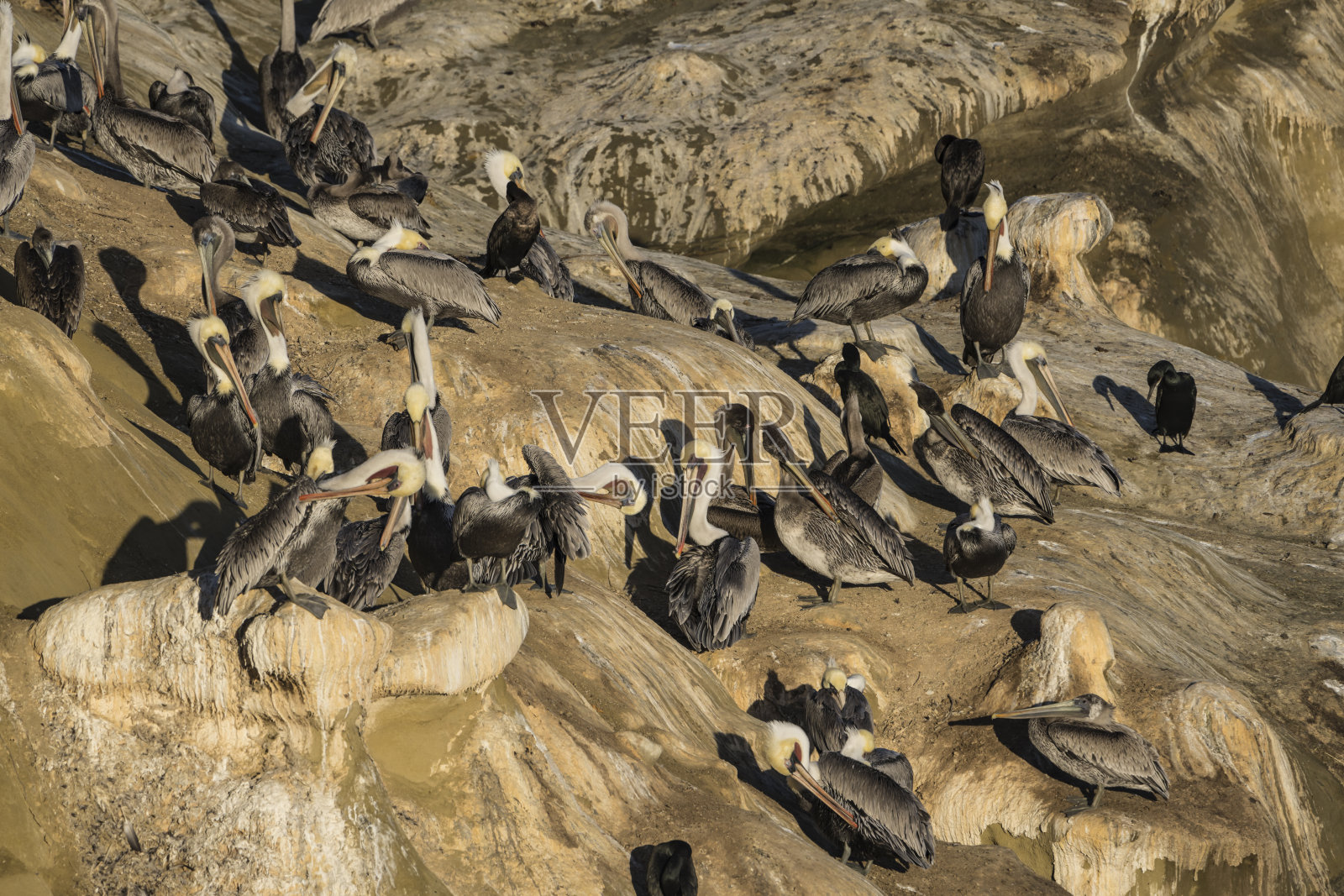 一只鹈鹕在太平洋海岸的鸟岩上照片摄影图片