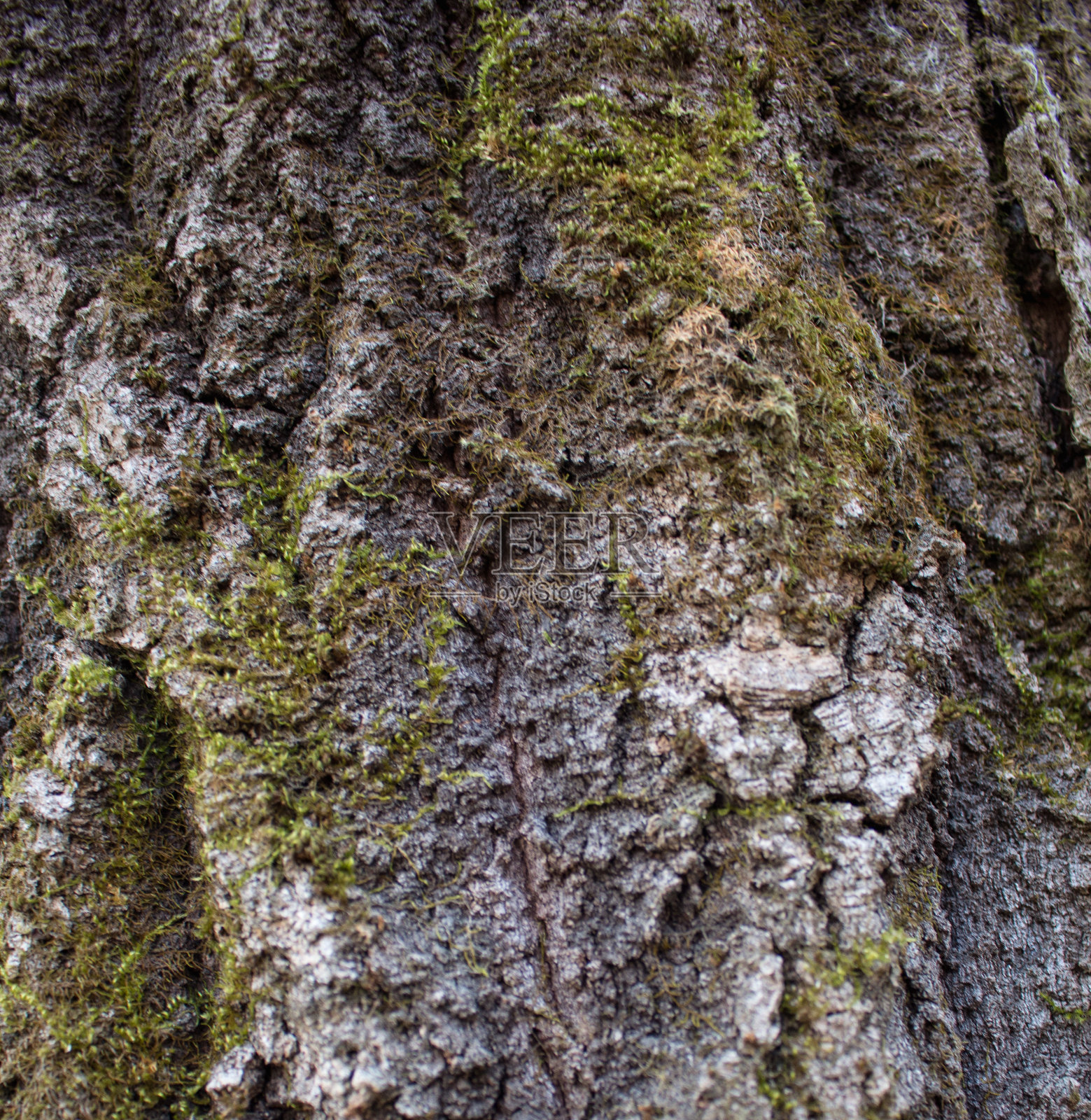 树皮照片摄影图片