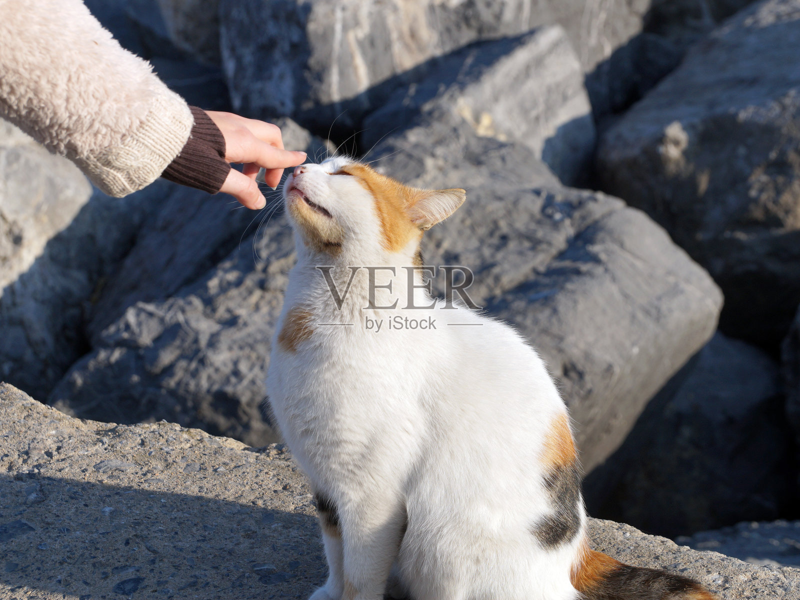 女孩的手摸着一只白猫的鼻子特写照片摄影图片