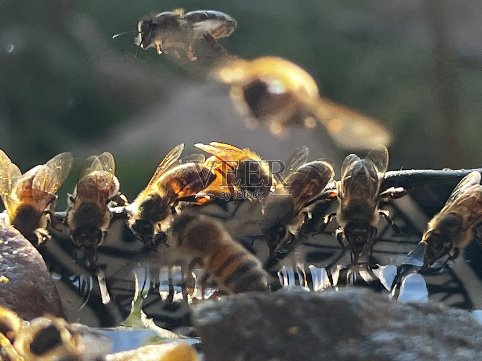 蜜蜂照片摄影图片