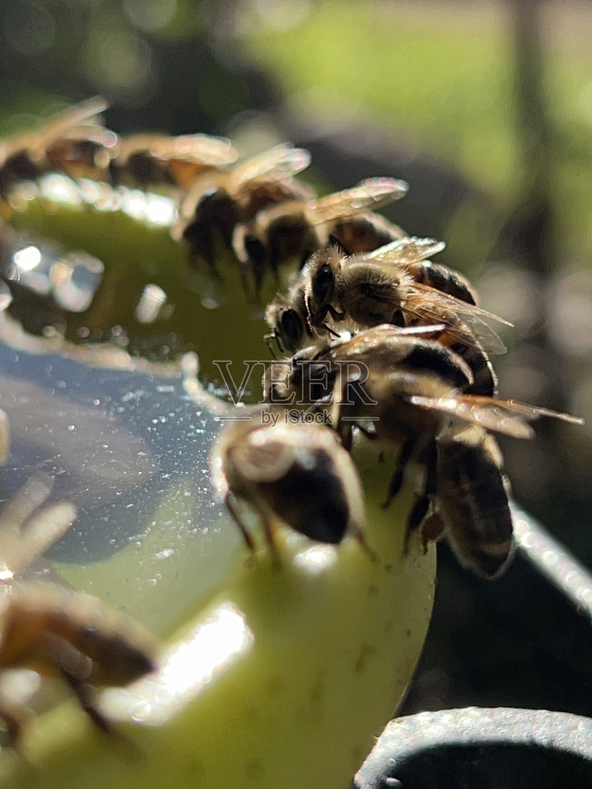 蜜蜂排队照片摄影图片