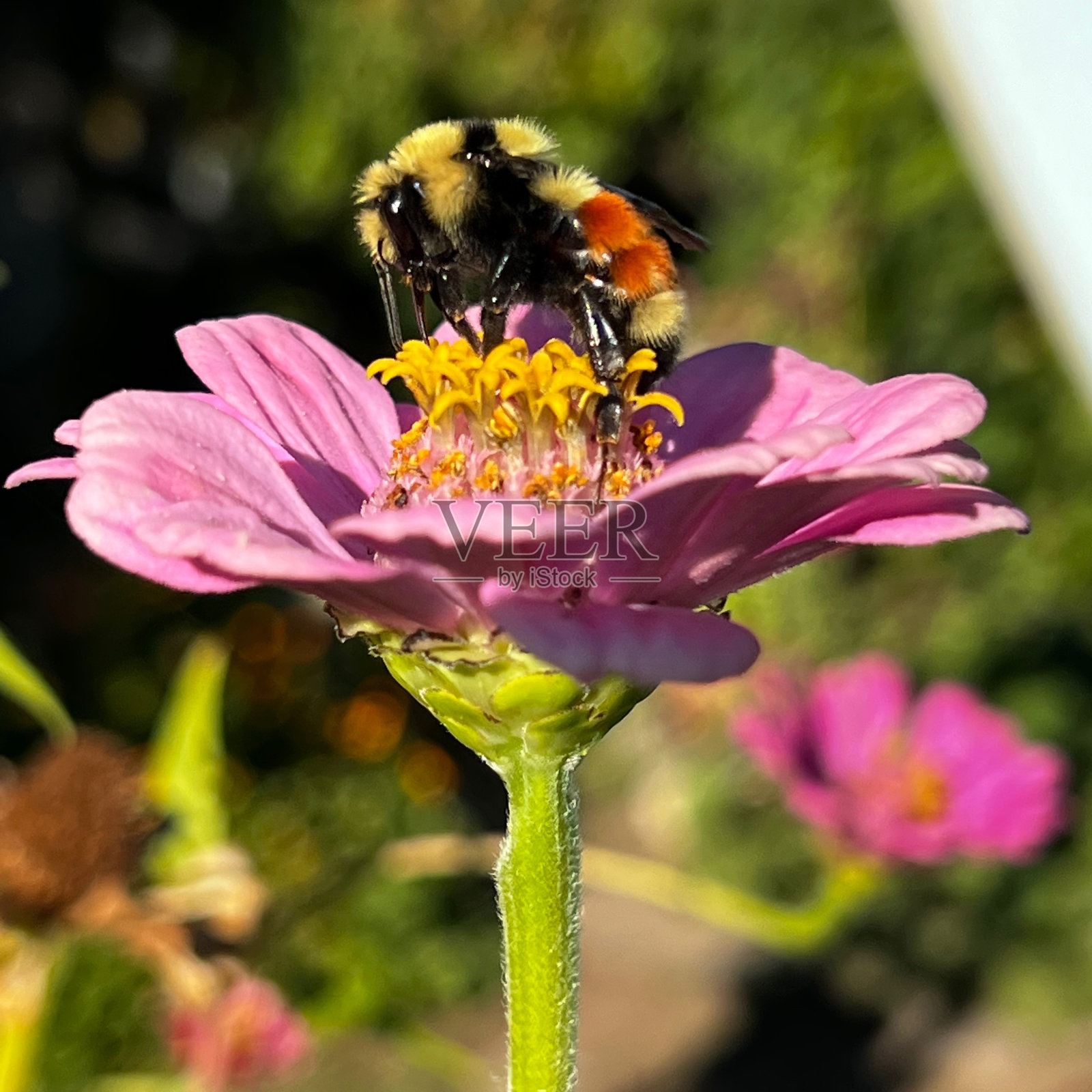 蜜蜂照片摄影图片