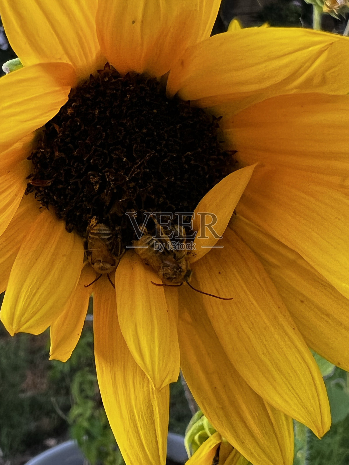 蜜蜂照片摄影图片