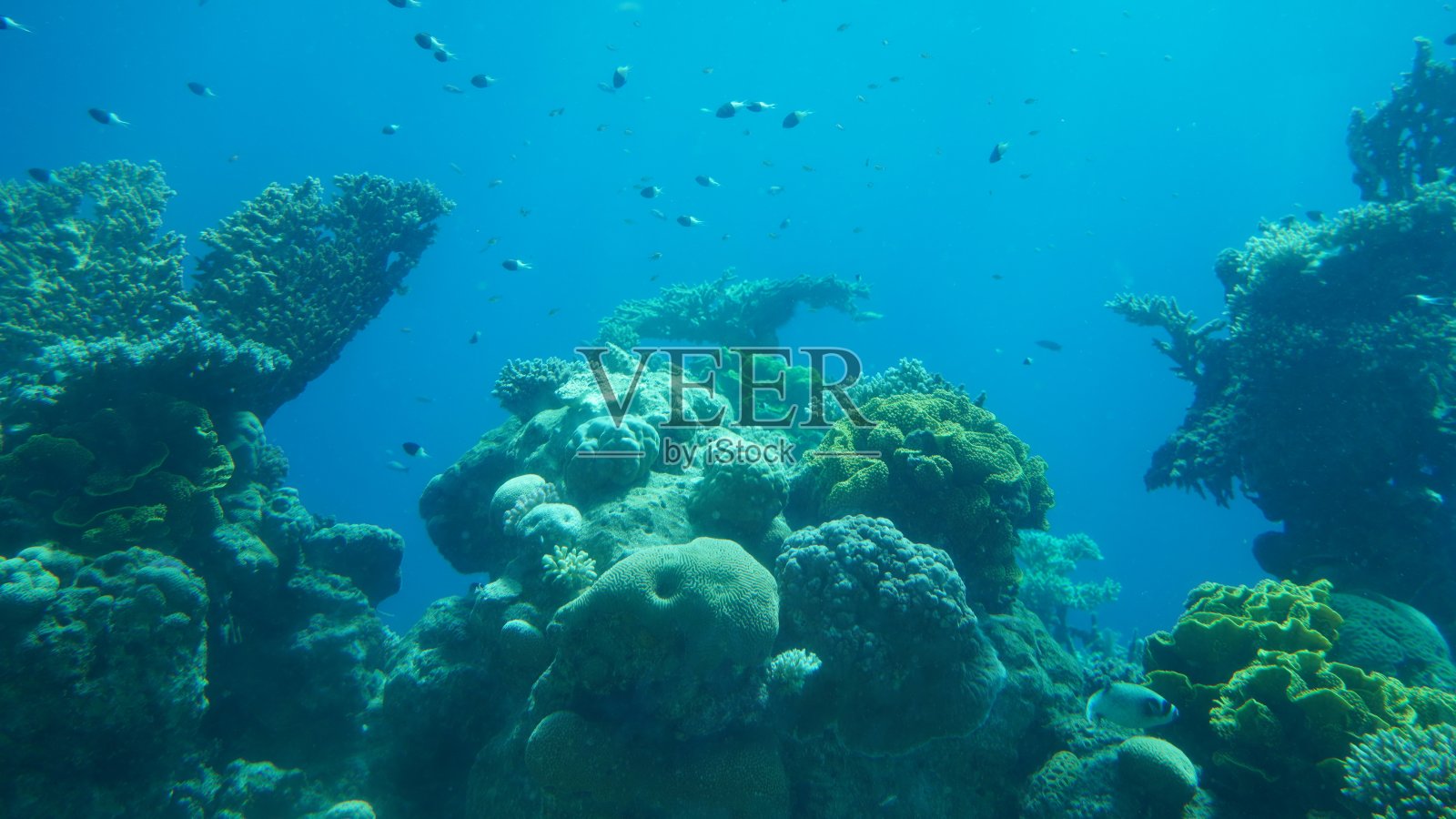 埃拉特水下观测台的珊瑚世界：红海的彩色珊瑚照片摄影图片