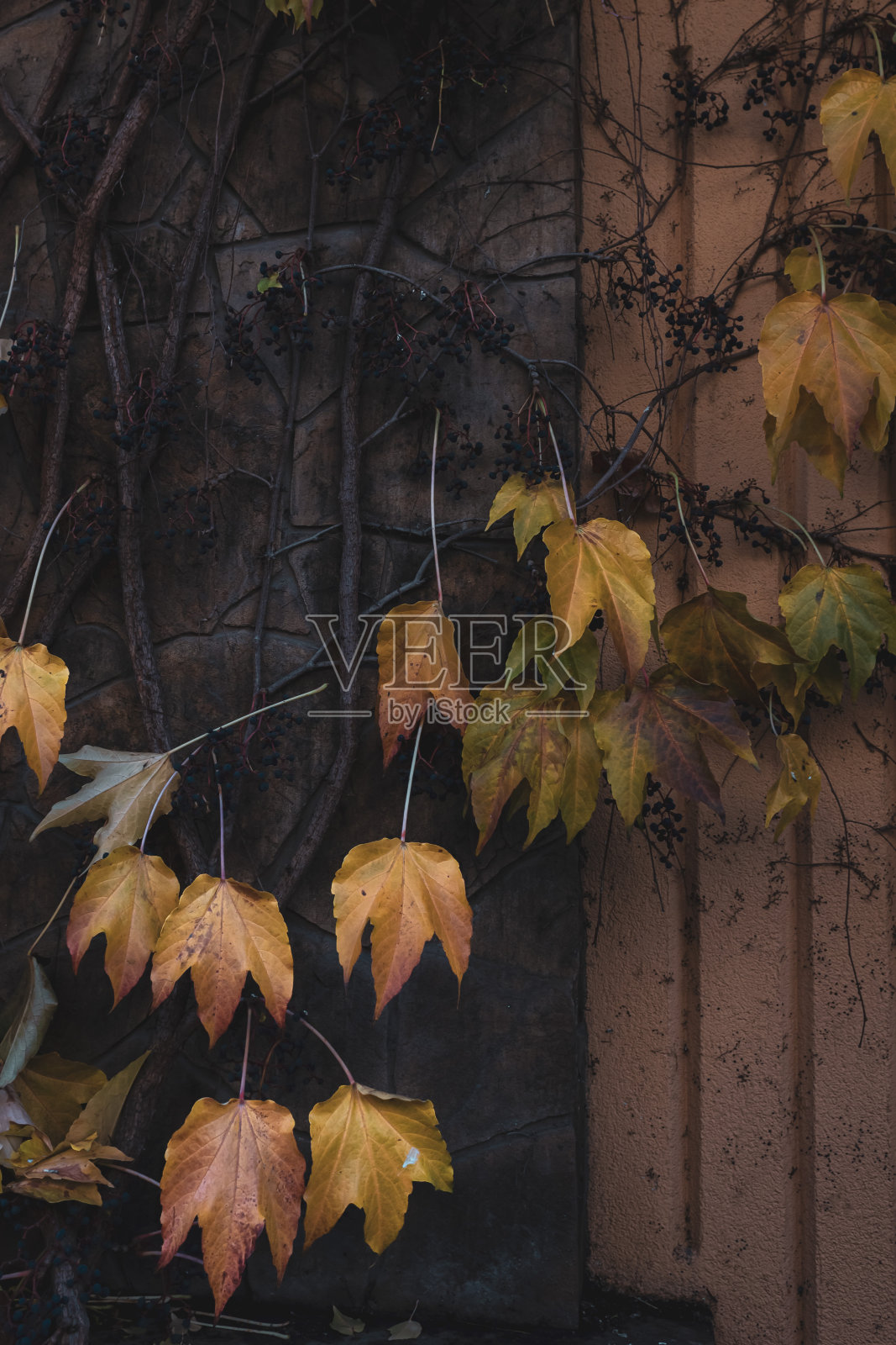 房子墙上的枯叶照片摄影图片