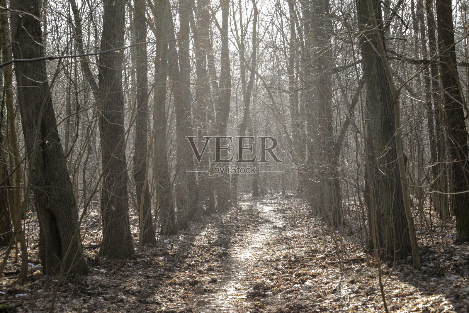 冬季在东欧，气候变暖，积雪不足照片摄影图片