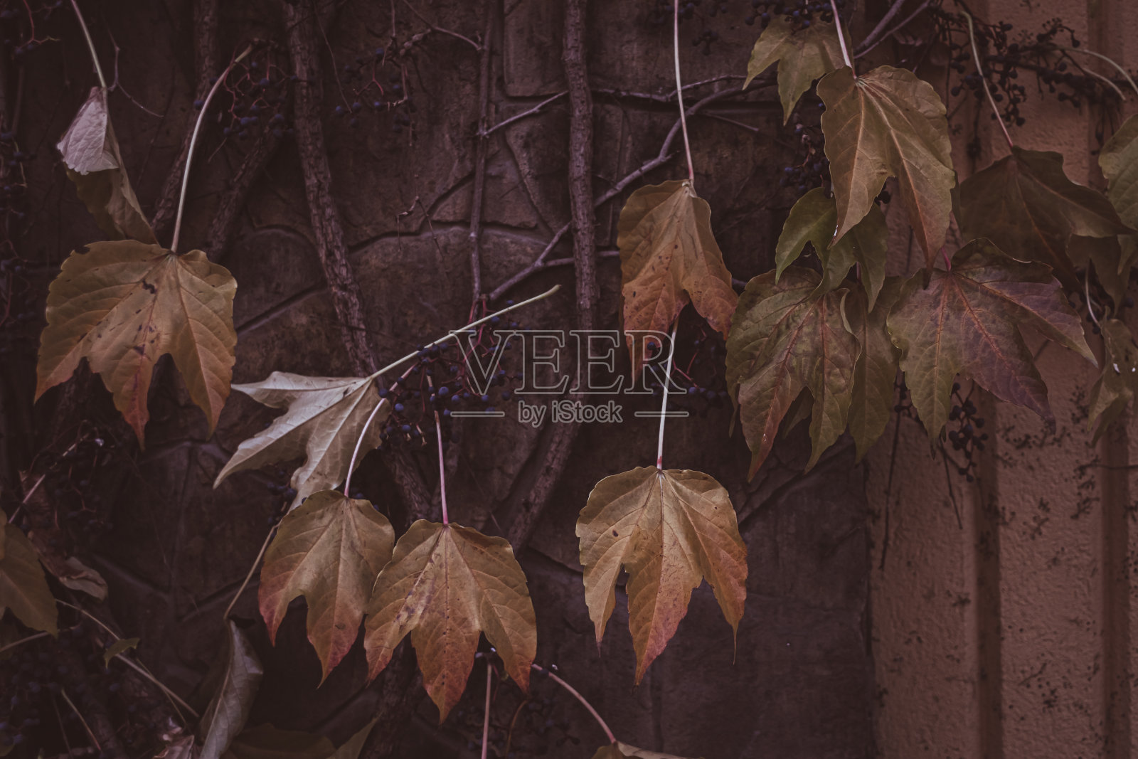 房子墙上的枯叶照片摄影图片