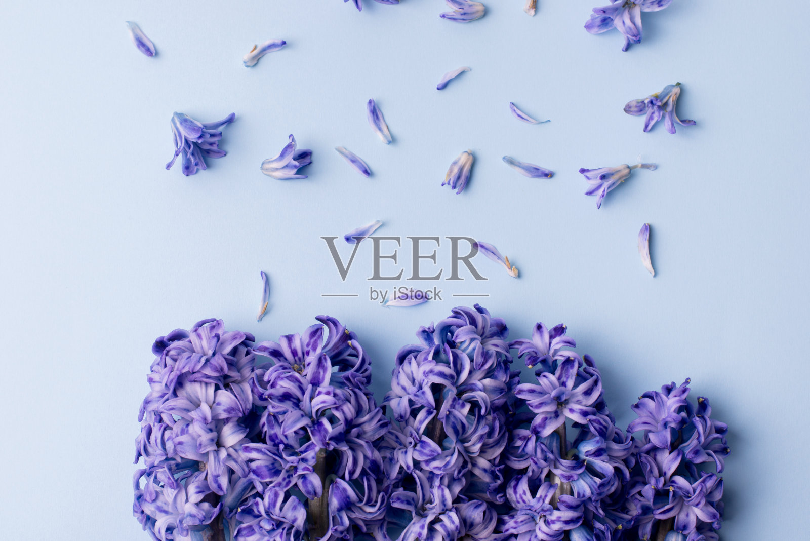 浅蓝色背景上的紫色风信子构图，节日banner，留白区域，情人节、母亲节、生日或聚会庆祝概念照片摄影图片