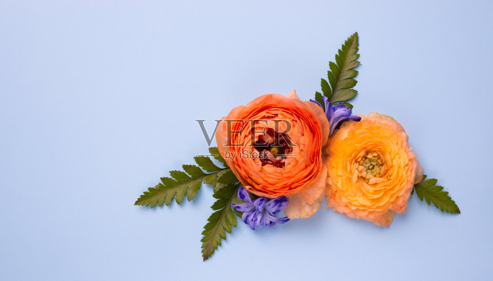 金凤花橙花特写。浅蓝色顶视图上的亚洲金凤花。母亲节或妇女节或圣瓦伦丁节概念。照片摄影图片