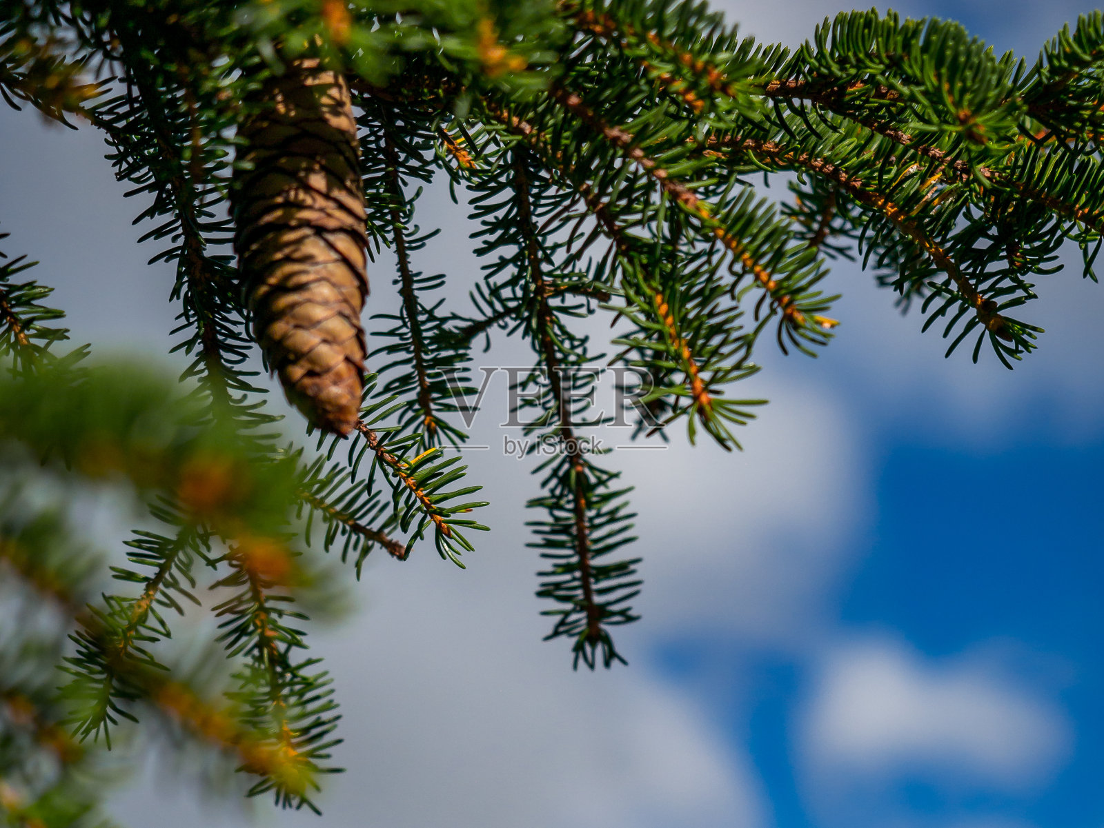 森林里树上的松果照片摄影图片