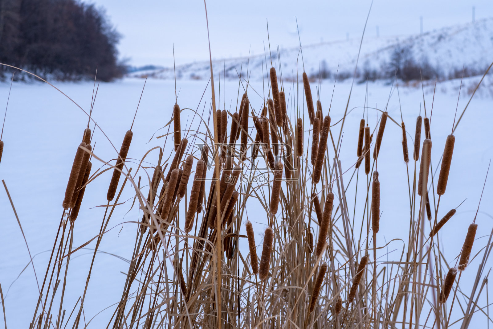冬天湖边的芦苇。照片摄影图片