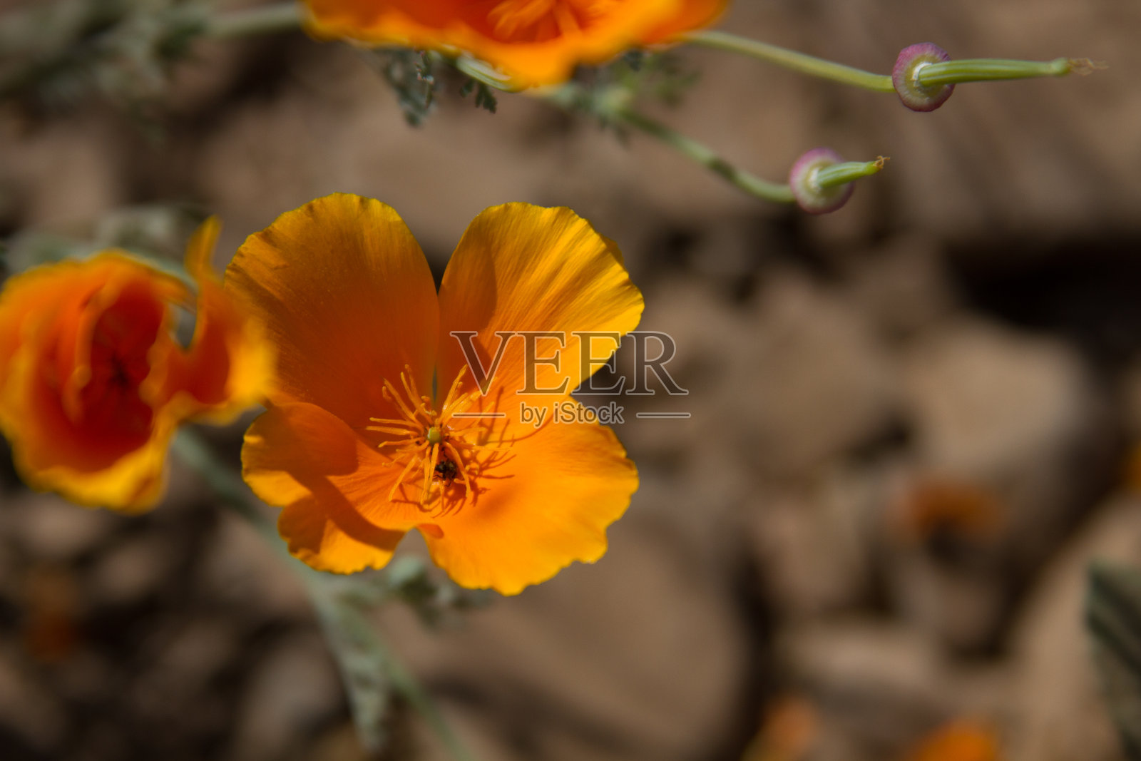 橘色花照片摄影图片