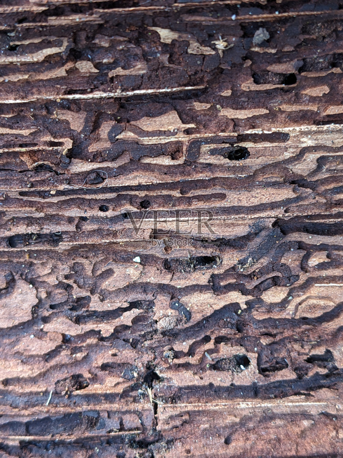 极度特写白蚁对树皮内部的破坏照片摄影图片