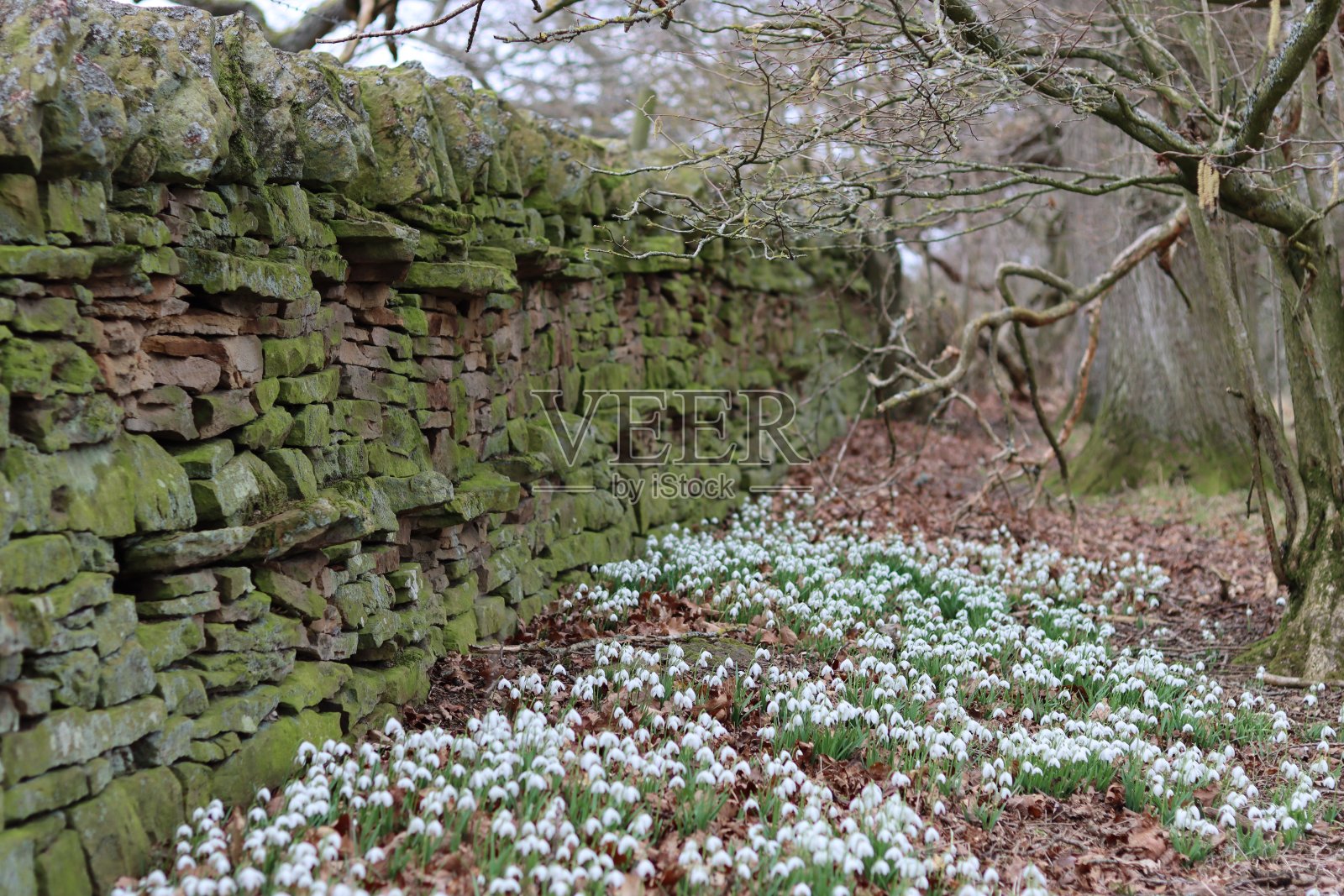 林地地面上覆盖着大面积的雪花莲照片摄影图片
