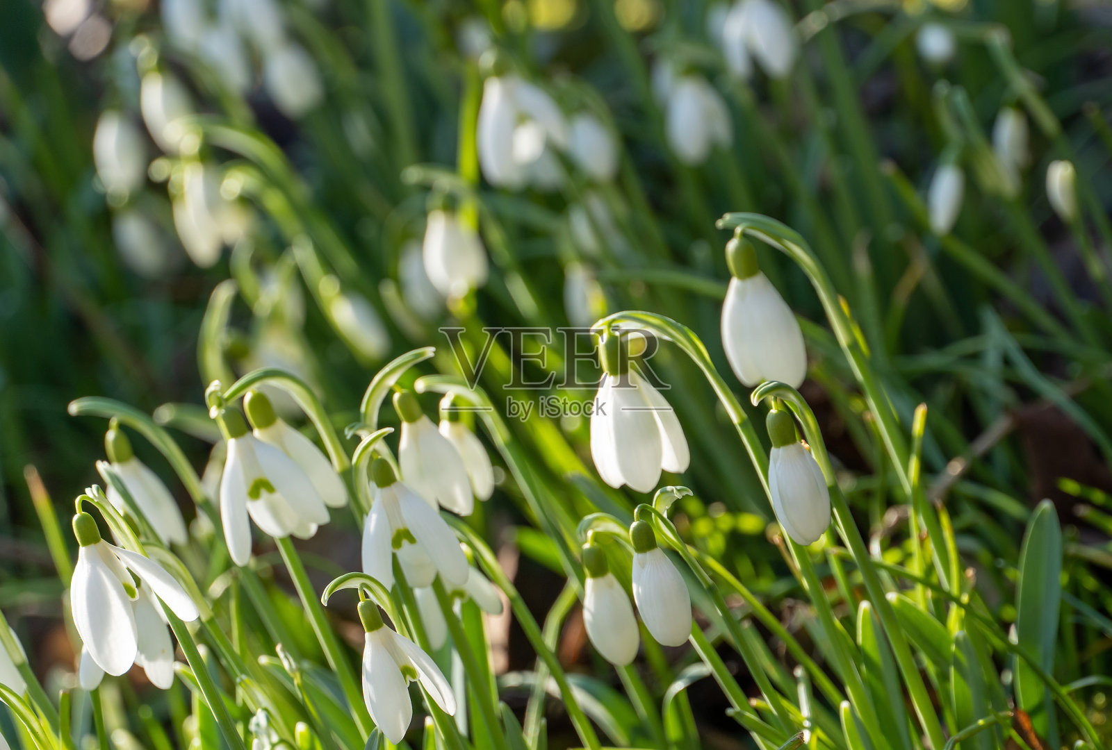 雪花莲照片摄影图片