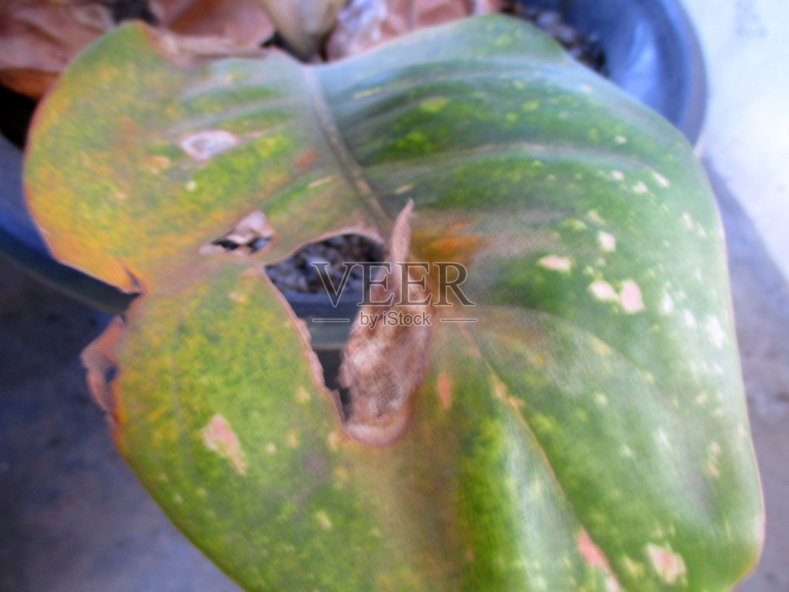 有洞的叶子会变干，因为它们会被毛毛虫吃掉照片摄影图片