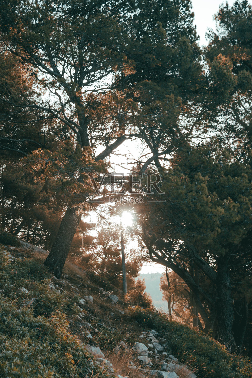 垂直拍摄的森林与茂密的树木在晴朗的天空背景照片摄影图片