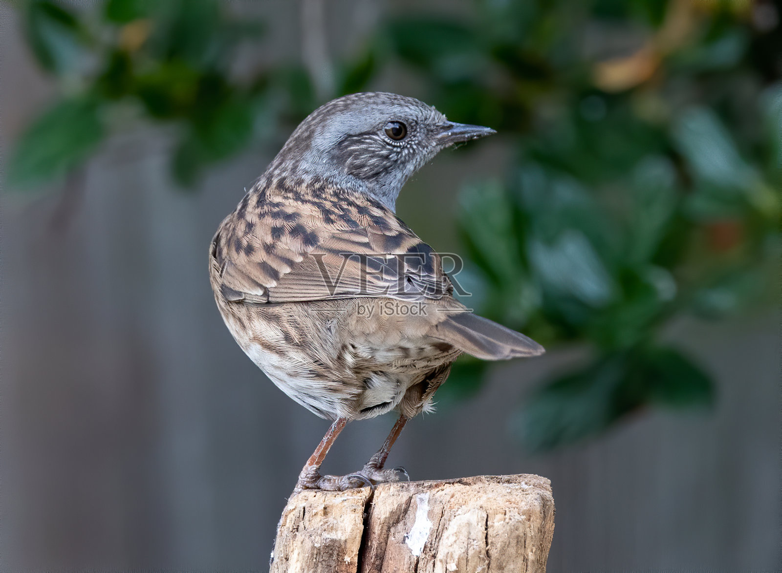 一只邓诺雀栖息在一根木杆上的特写镜头照片摄影图片
