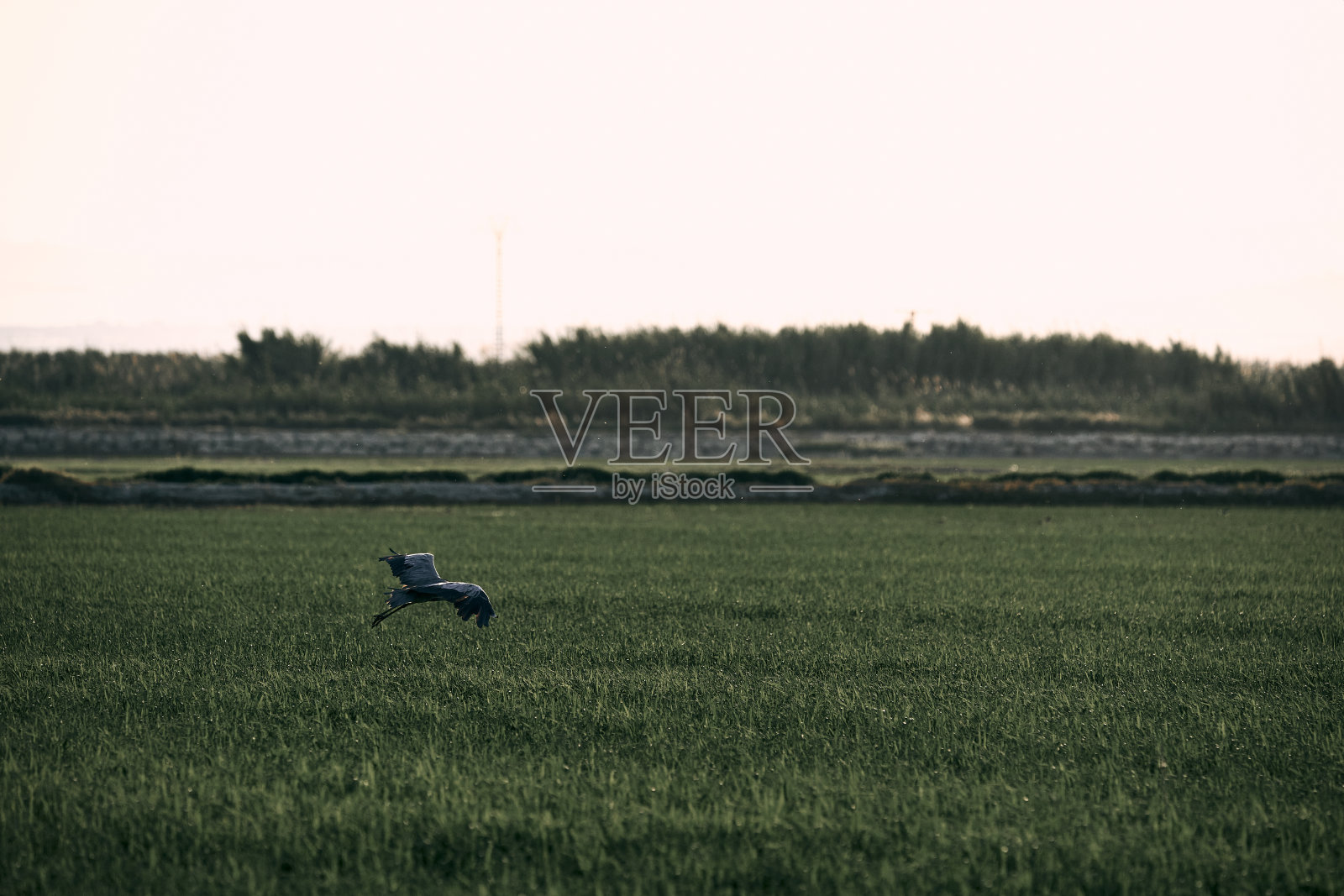 灰色和黑色的鸟展开翅膀在日落时麦田，albufera自然公园瓦伦西亚，西班牙照片摄影图片