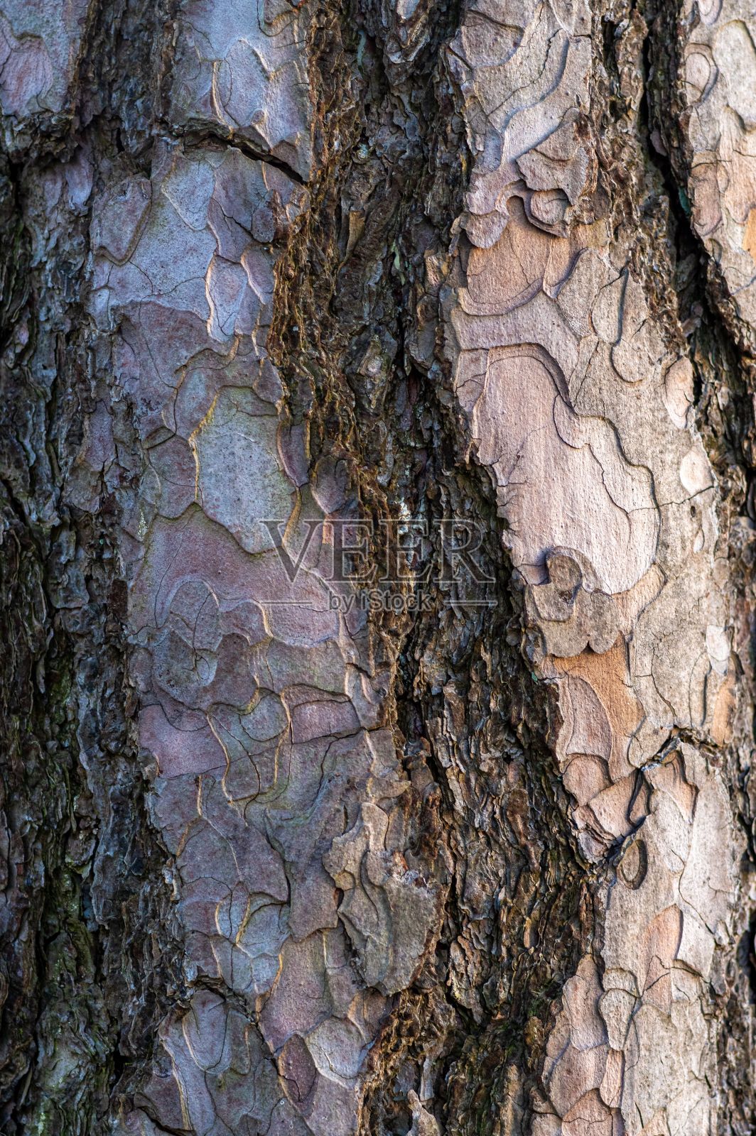 特写松树的树皮和裂缝照片摄影图片