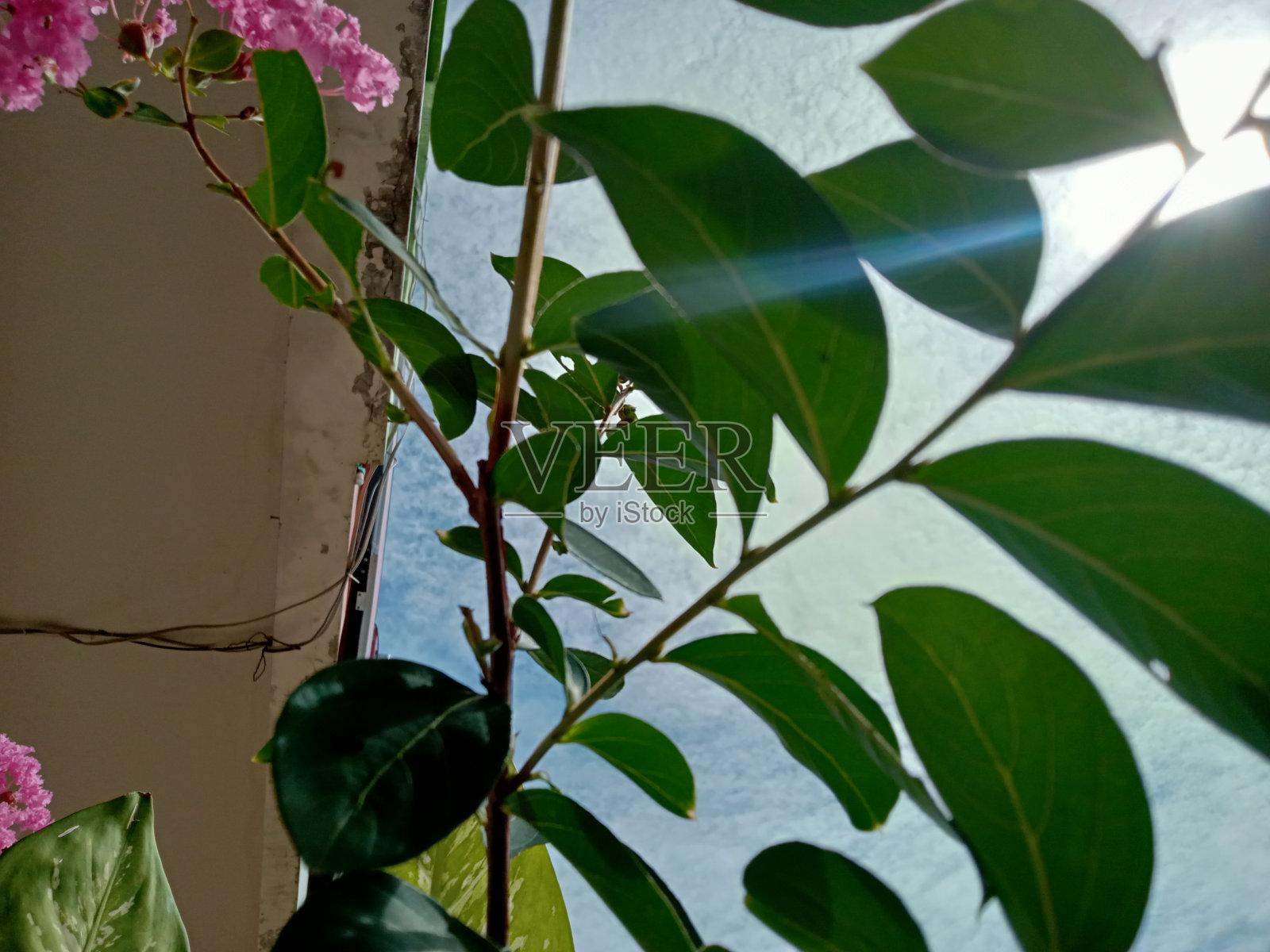 花园里有美丽的花照片摄影图片