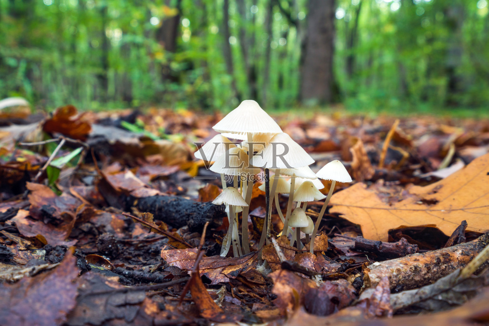 森林里的白色迈锡纳树被干树叶包围着照片摄影图片