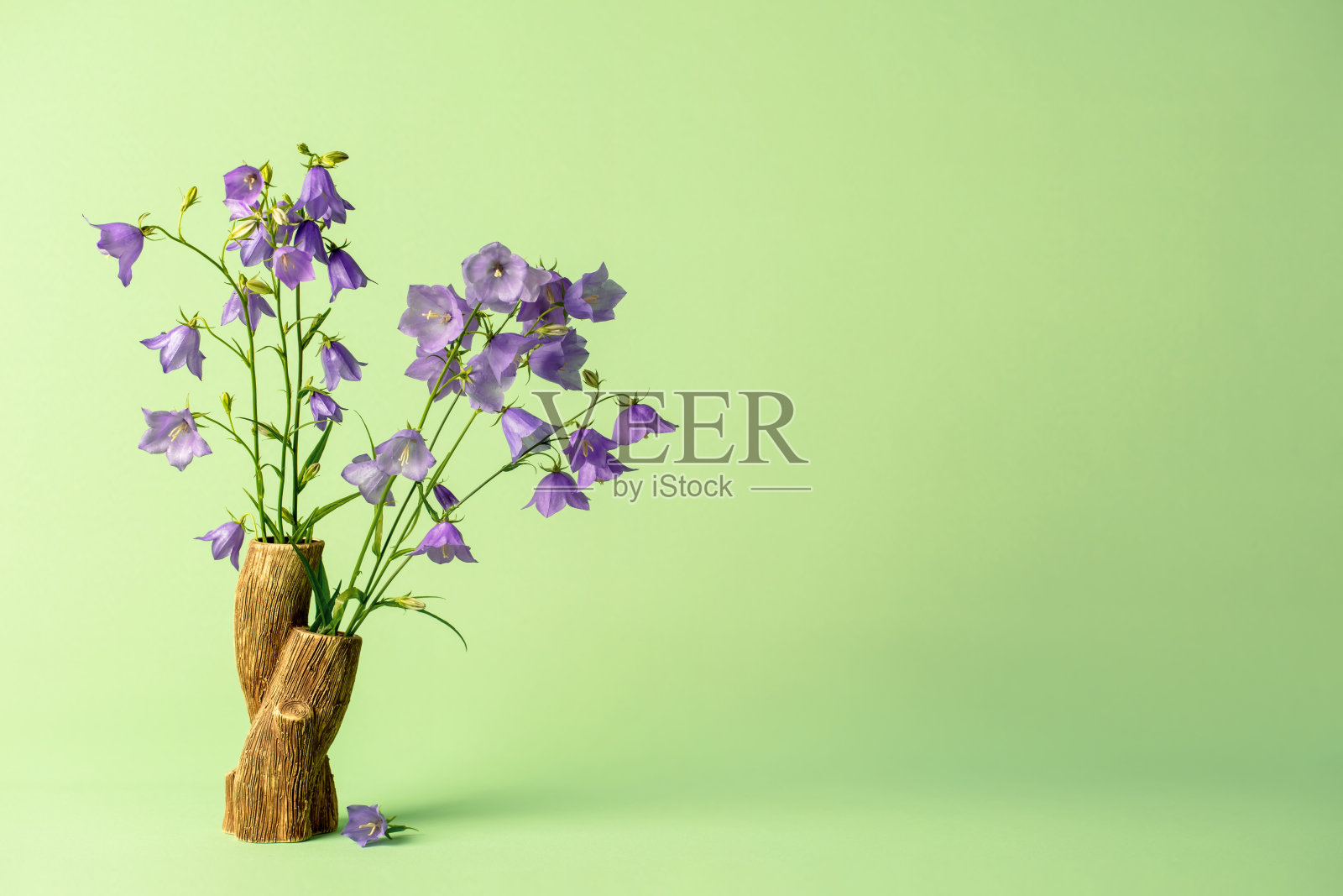 风铃花(风铃花)插在花瓶中，留有复制空间照片摄影图片