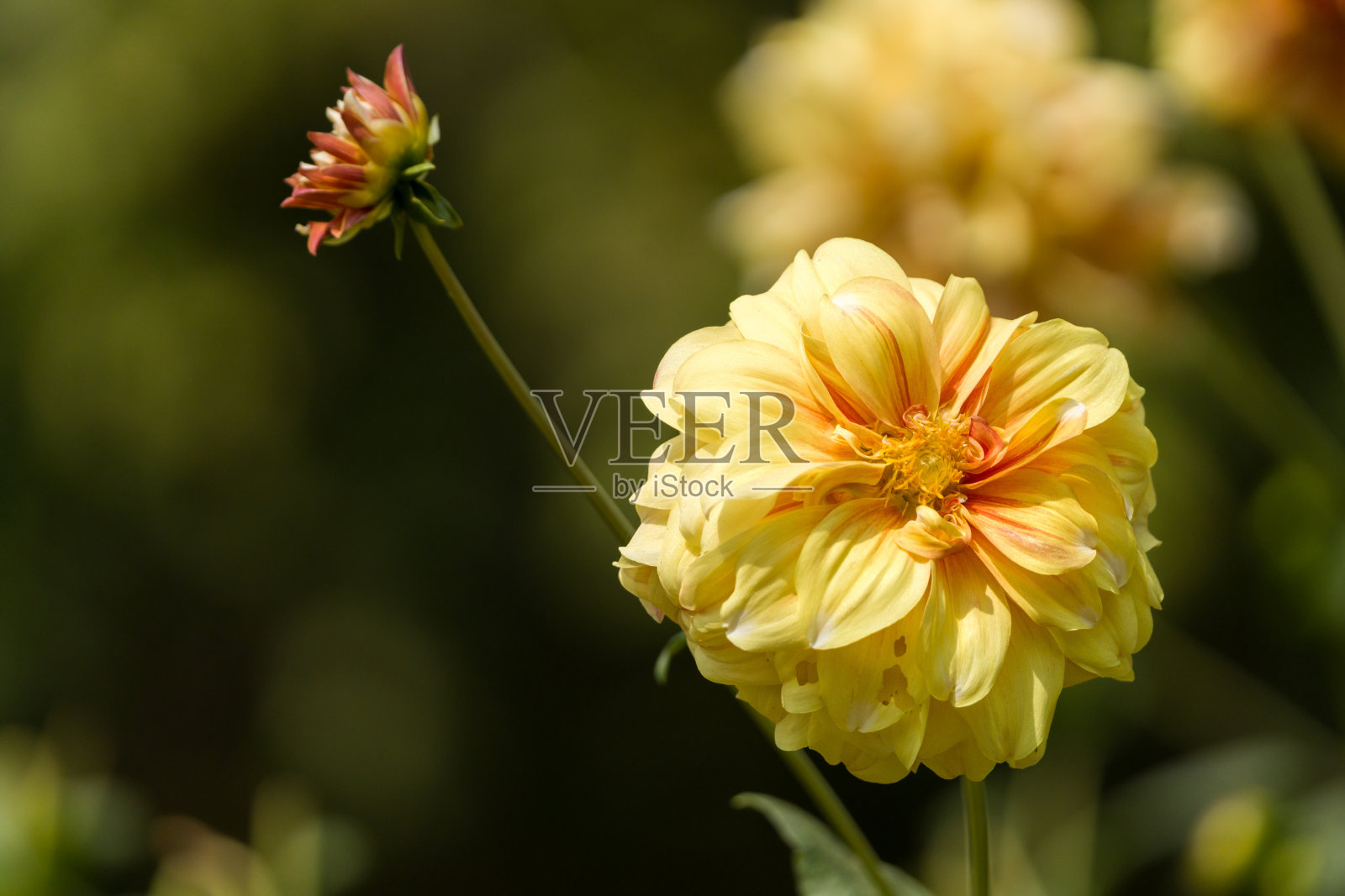 近距离拍摄的大丽花在花园里在白天照片摄影图片