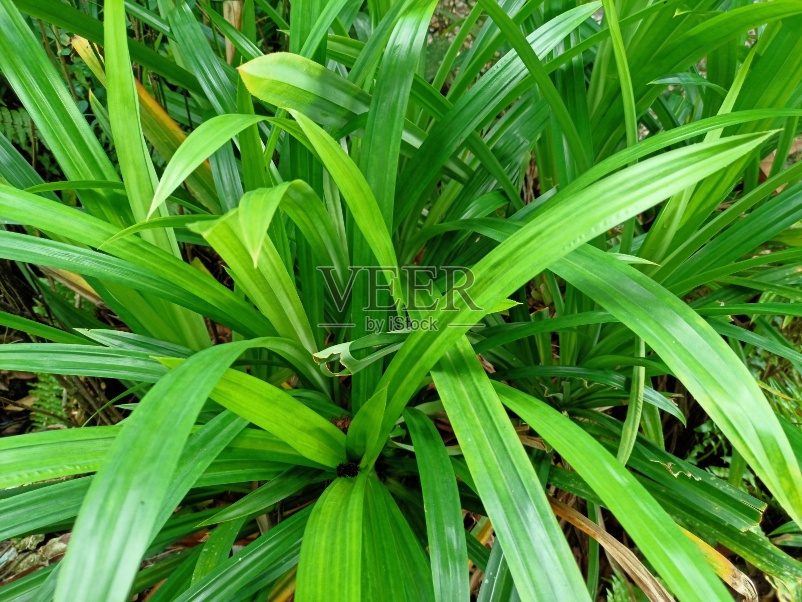 香兰叶树照片摄影图片