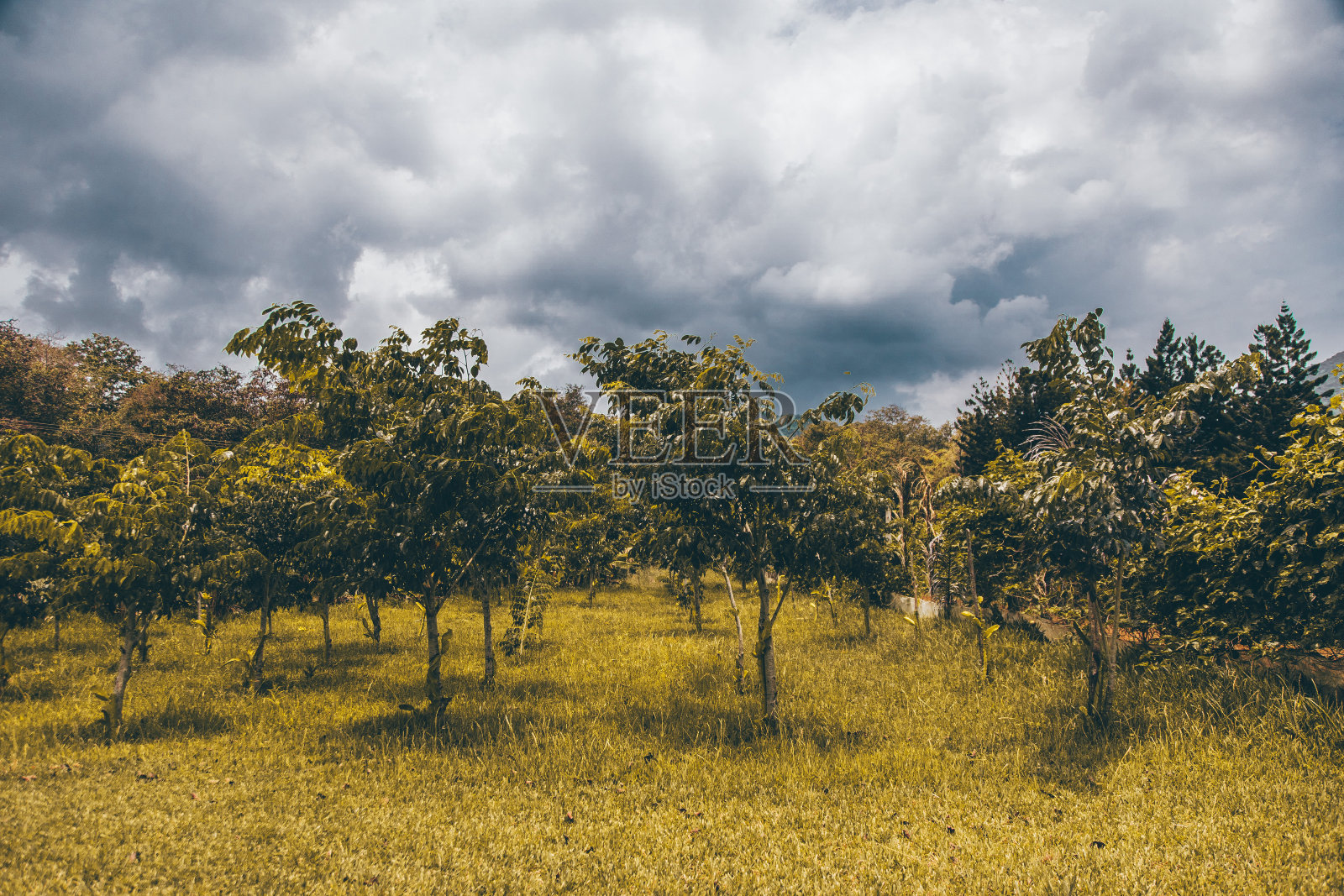 阴天地里的树照片摄影图片