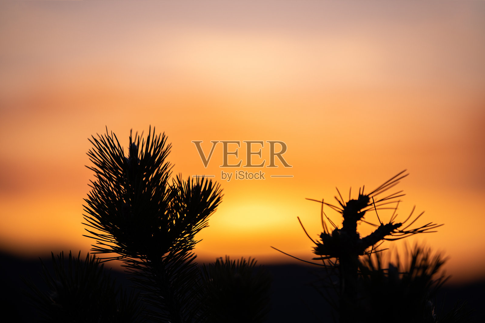 夕阳下云杉树枝的剪影照片摄影图片