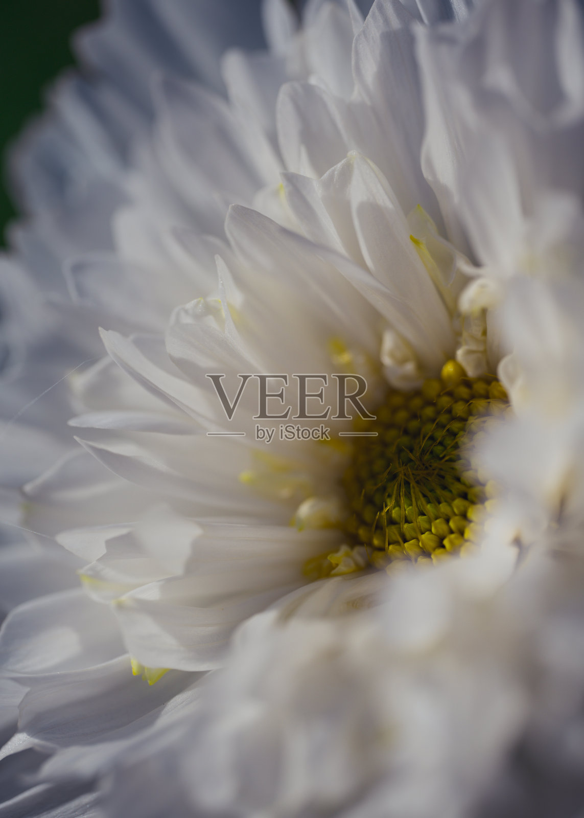 白色宇宙花的特写照片摄影图片