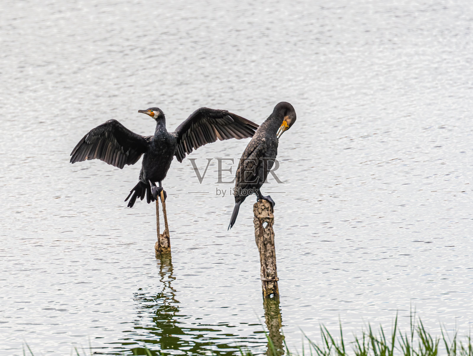 两只鸬鹚栖息在湖中的柱子上照片摄影图片