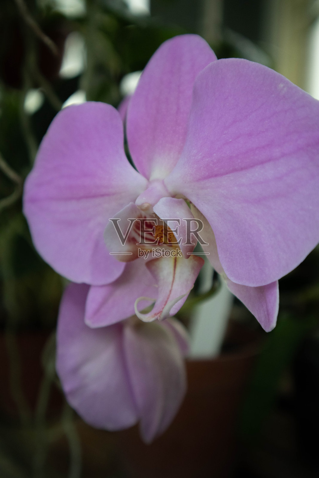 兰花照片摄影图片