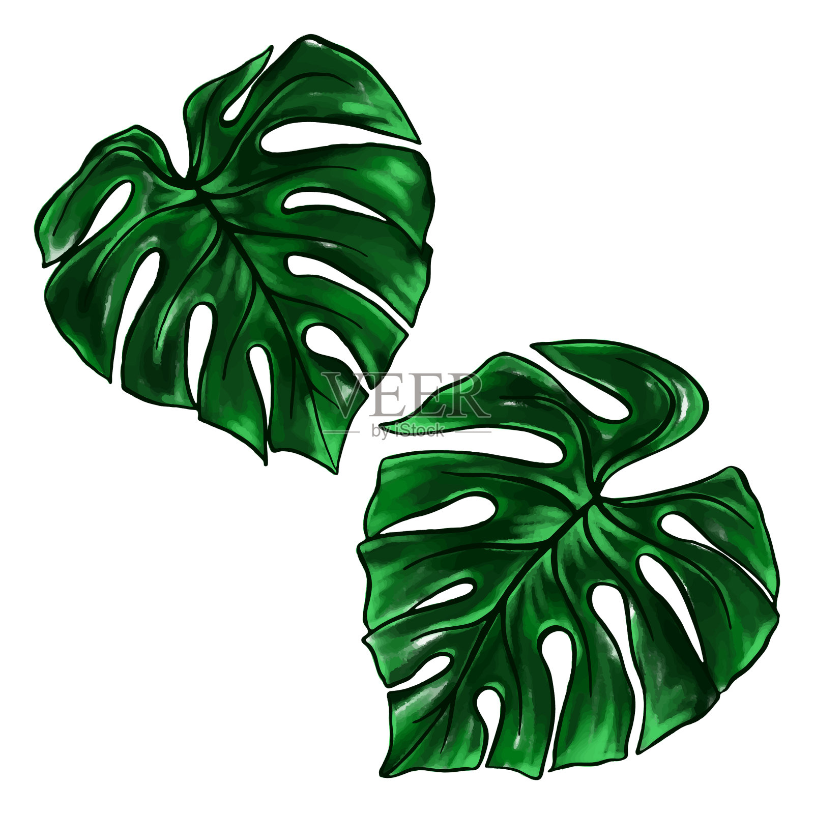 热带植物绿妖叶水彩油墨设计元素图片
