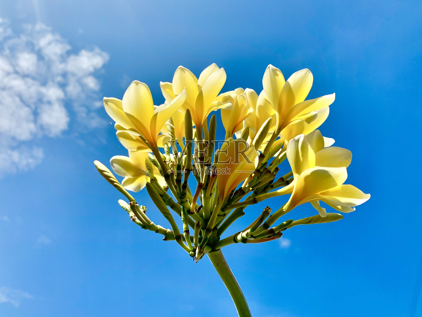 蓝色天空上美丽的黄色花朵照片摄影图片