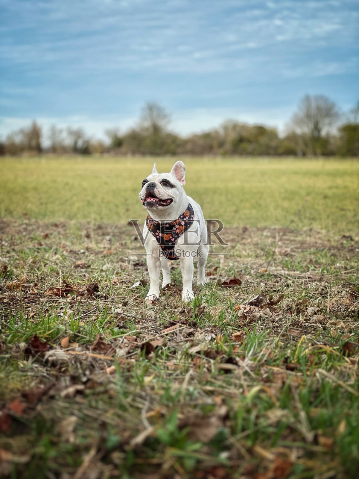 法国斗牛犬在绿地散步照片摄影图片
