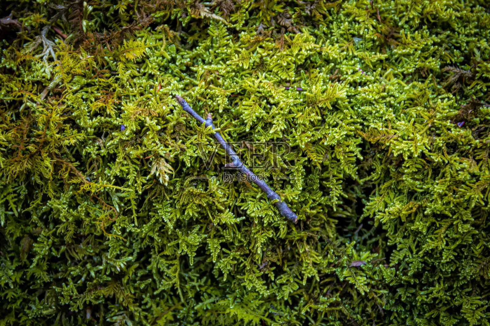 专注于绿色苔藓与细枝照片摄影图片
