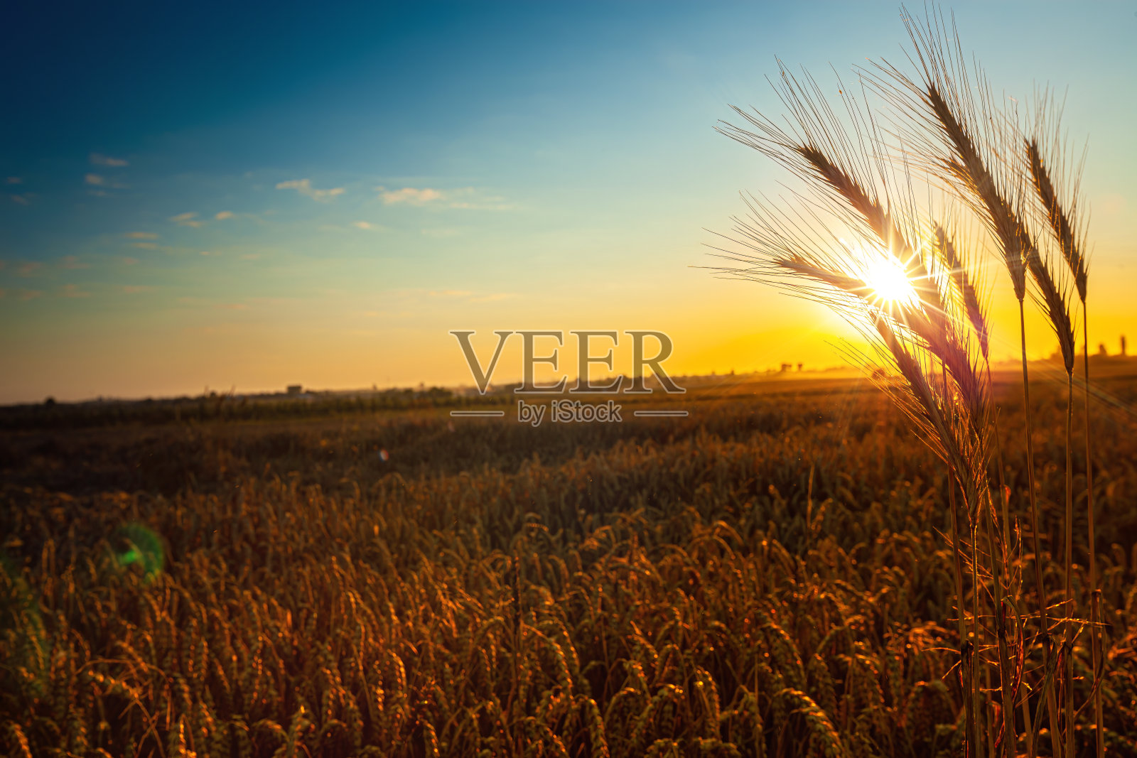 黑麦穗在夕阳的余晖中照片摄影图片