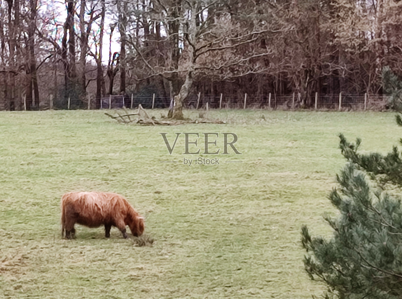 英国苏格兰格拉斯哥附近农场的高地奶牛照片摄影图片