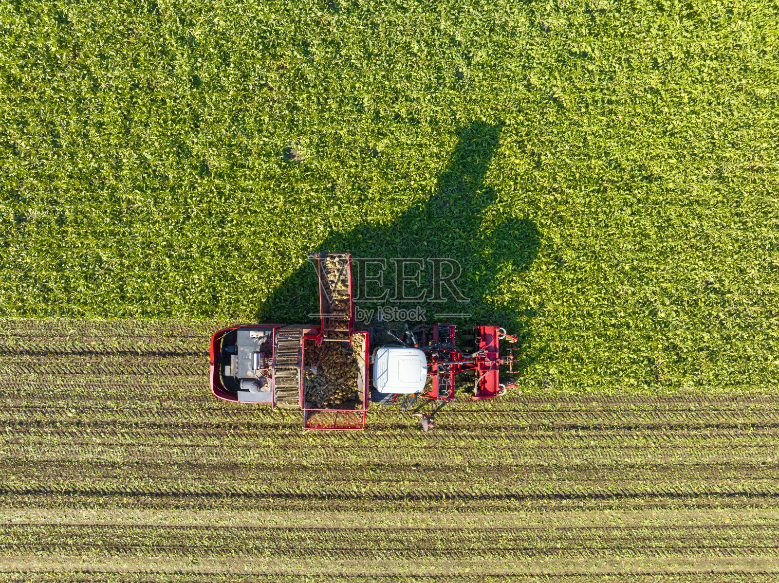 从上面看，田里收割甜菜的拖拉机照片摄影图片