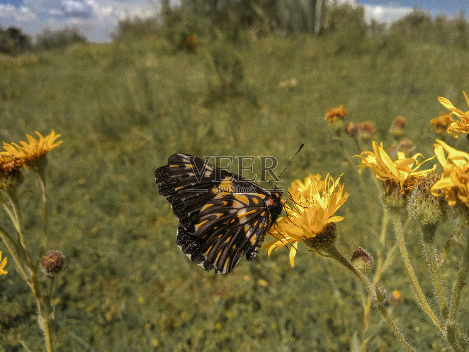 罕见的蝴蝶照片摄影图片