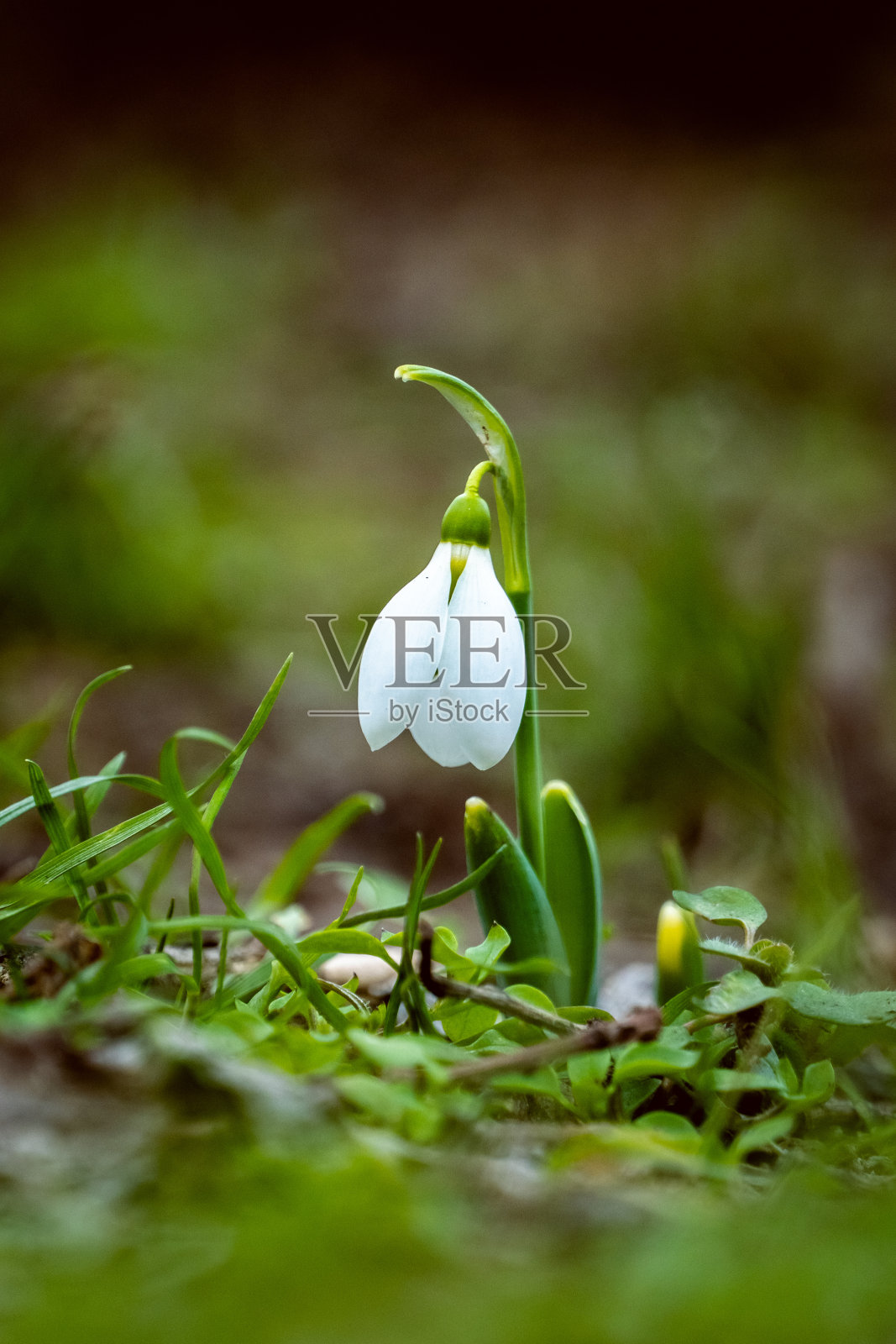 春天的预兆照片摄影图片