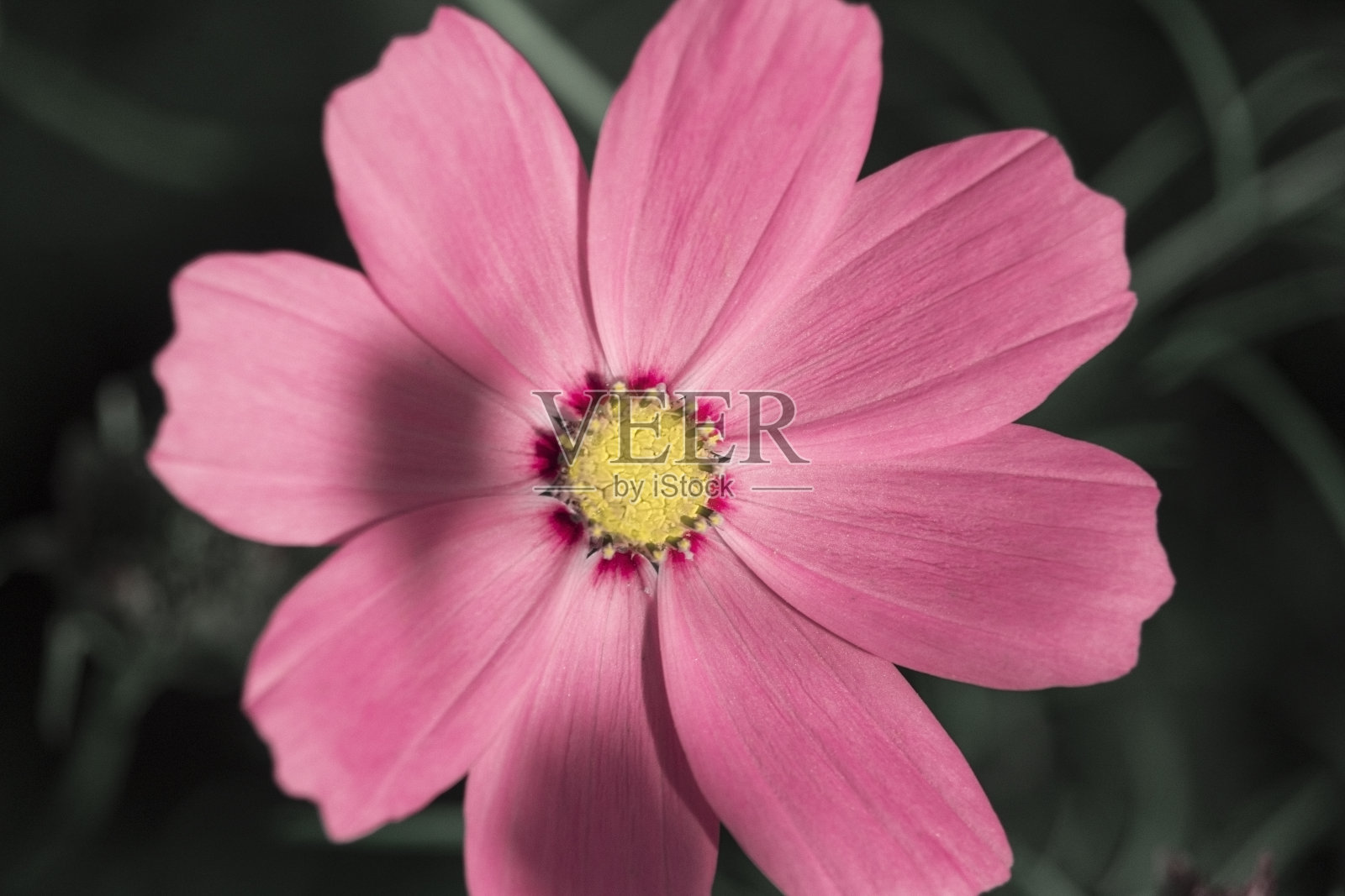 美丽的紫色宇宙花在花园里。紫罗兰花的图片。在绿色的草地背景上照片摄影图片