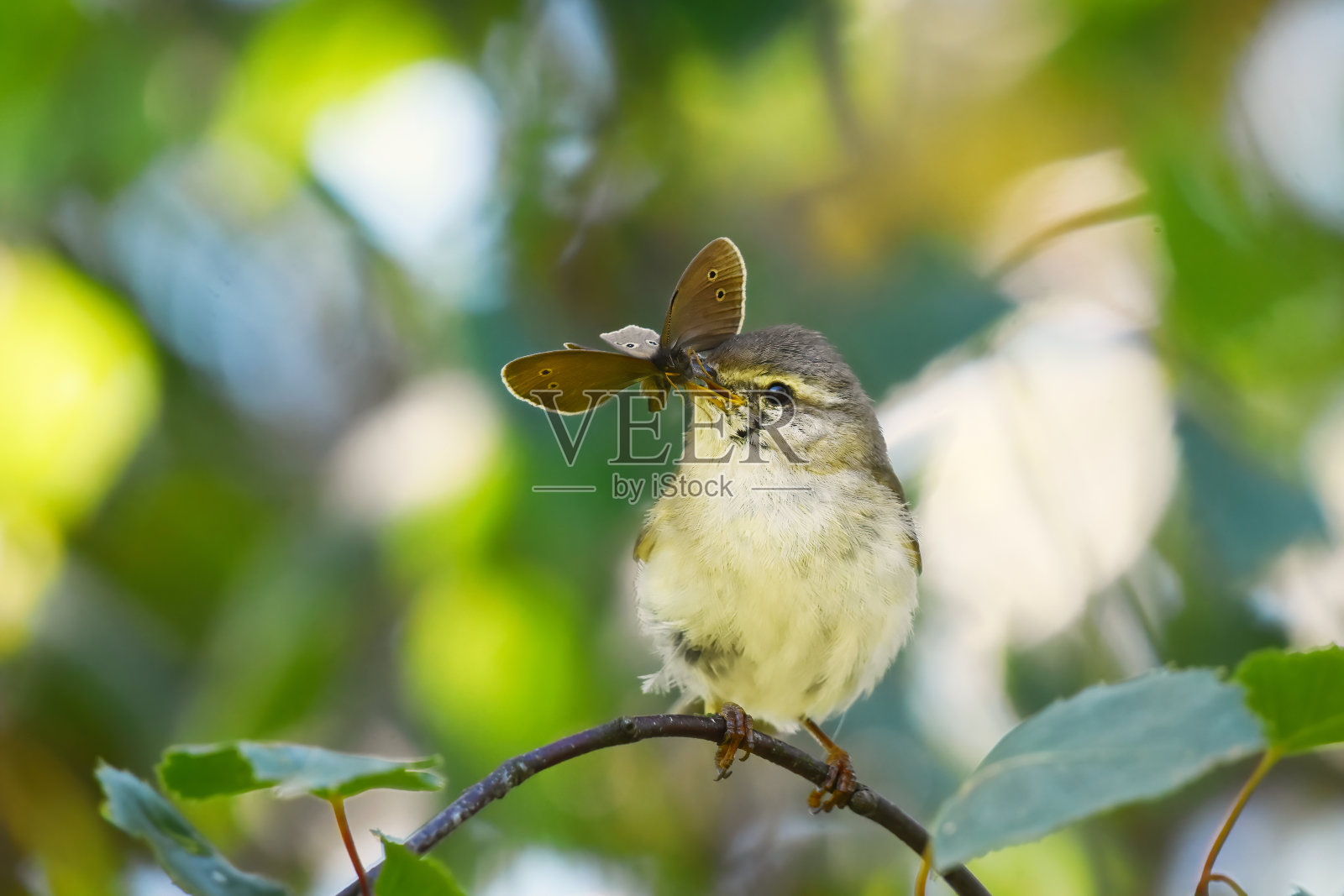 夏天，一只喙上衔着蝴蝶的柳莺坐在树上。照片摄影图片