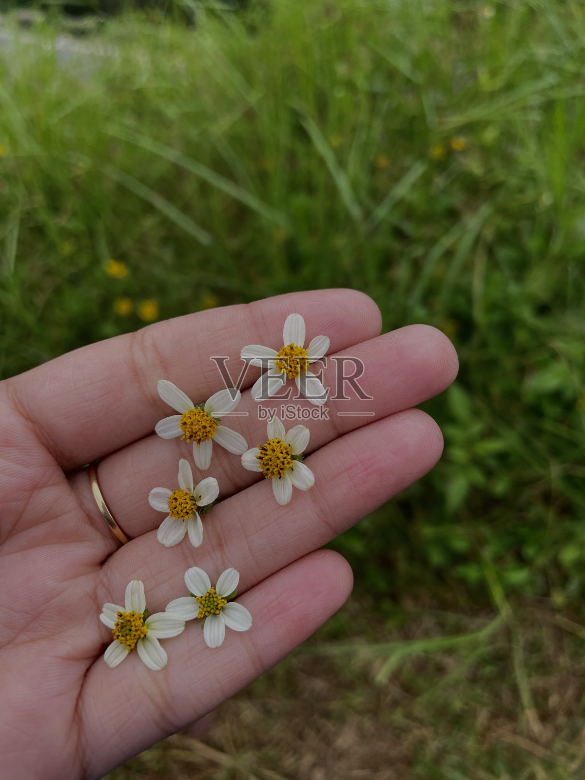 花是幸福和积极的代名词。它们是有史以来最美丽的作品照片摄影图片