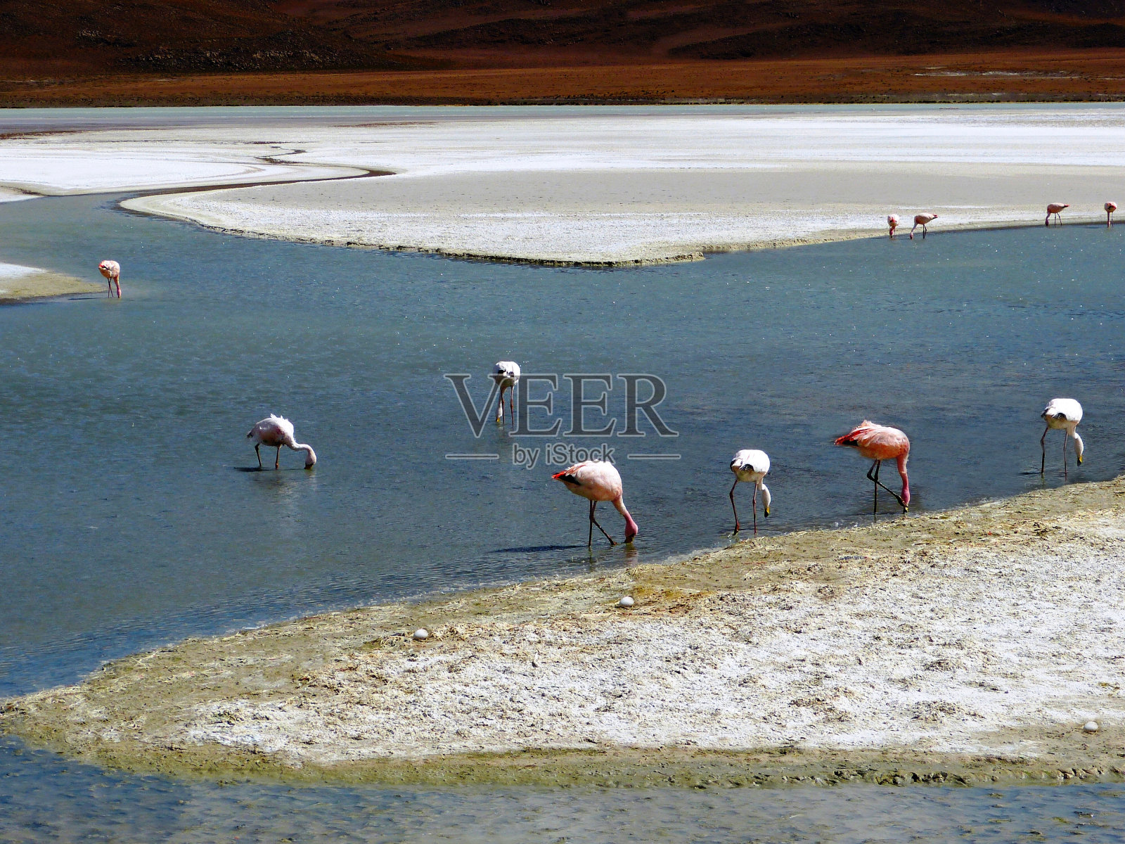 火烈鸟在玻利维亚安第斯火山附近的湖水中吃草。照片摄影图片