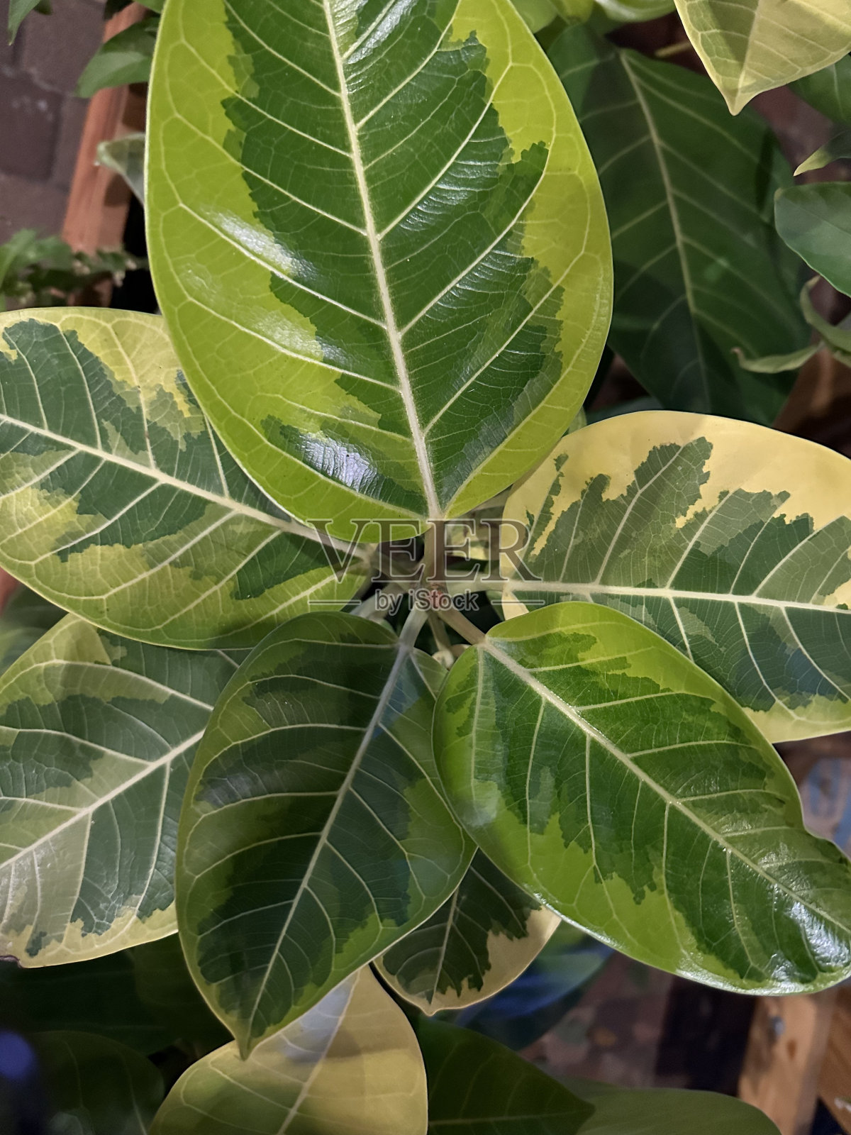 杂色橡胶无花果叶照片摄影图片